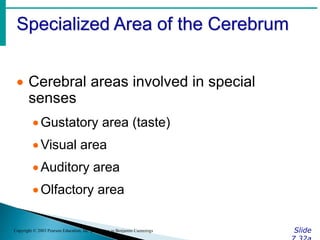 Specialized Area of the Cerebrum
Slide
Copyright © 2003 Pearson Education, Inc. publishing as Benjamin Cummings
 Cerebral areas involved in special
senses
Gustatory area (taste)
Visual area
Auditory area
Olfactory area
 