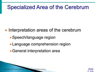 Specialized Area of the Cerebrum
Slide
Copyright © 2003 Pearson Education, Inc. publishing as Benjamin Cummings
 Interpretation areas of the cerebrum
Speech/language region
Language comprehension region
General interpretation area
 