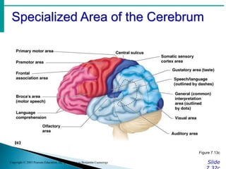 Specialized Area of the Cerebrum
Slide
Copyright © 2003 Pearson Education, Inc. publishing as Benjamin Cummings
Figure 7.13c
 