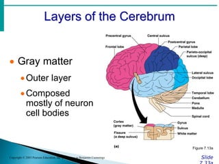 Layers of the Cerebrum
Slide
Copyright © 2003 Pearson Education, Inc. publishing as Benjamin Cummings
 Gray matter
Outer layer
Composed
mostly of neuron
cell bodies
Figure 7.13a
 