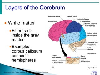 Layers of the Cerebrum
Slide
Copyright © 2003 Pearson Education, Inc. publishing as Benjamin Cummings
 White matter
Fiber tracts
inside the gray
matter
Example:
corpus callosum
connects
hemispheres
Figure 7.13a
 