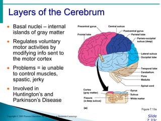 Layers of the Cerebrum
Slide
Copyright © 2003 Pearson Education, Inc. publishing as Benjamin Cummings
 Basal nuclei – internal
islands of gray matter
 Regulates voluntary
motor activities by
modifying info sent to
the motor cortex
 Problems = ie unable
to control muscles,
spastic, jerky
 Involved in
Huntington’s and
Parkinson’s Disease
Figure 7.13a
 