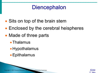 Diencephalon
Slide
Copyright © 2003 Pearson Education, Inc. publishing as Benjamin Cummings
 Sits on top of the brain stem
 Enclosed by the cerebral heispheres
 Made of three parts
Thalamus
Hypothalamus
Epithalamus
 