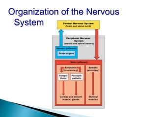 Organization of the Nervous
System
 