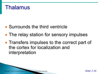 Thalamus
Slide 7.35
Copyright © 2003 Pearson Education, Inc. publishing as Benjamin Cummings
 Surrounds the third ventricle
 The relay station for sensory impulses
 Transfers impulses to the correct part of
the cortex for localization and
interpretation
 