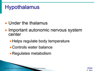 Hypothalamus
Slide
Copyright © 2003 Pearson Education, Inc. publishing as Benjamin Cummings
 Under the thalamus
 Important autonomic nervous system
center
Helps regulate body temperature
Controls water balance
Regulates metabolism
 