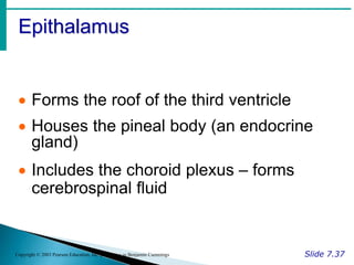 Epithalamus
Slide 7.37
Copyright © 2003 Pearson Education, Inc. publishing as Benjamin Cummings
 Forms the roof of the third ventricle
 Houses the pineal body (an endocrine
gland)
 Includes the choroid plexus – forms
cerebrospinal fluid
 