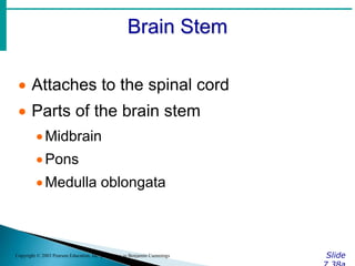 Brain Stem
Slide
Copyright © 2003 Pearson Education, Inc. publishing as Benjamin Cummings
 Attaches to the spinal cord
 Parts of the brain stem
Midbrain
Pons
Medulla oblongata
 