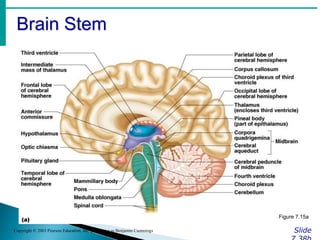 Brain Stem
Slide
Copyright © 2003 Pearson Education, Inc. publishing as Benjamin Cummings
Figure 7.15a
 