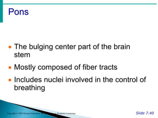 Pons
Slide 7.40
Copyright © 2003 Pearson Education, Inc. publishing as Benjamin Cummings
 The bulging center part of the brain
stem
 Mostly composed of fiber tracts
 Includes nuclei involved in the control of
breathing
 