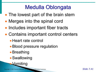 Medulla Oblongata
Slide 7.41
Copyright © 2003 Pearson Education, Inc. publishing as Benjamin Cummings
 The lowest part of the brain stem
 Merges into the spinal cord
 Includes important fiber tracts
 Contains important control centers
Heart rate control
Blood pressure regulation
Breathing
Swallowing
Vomiting
 