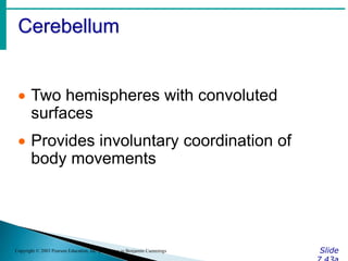 Cerebellum
Slide
Copyright © 2003 Pearson Education, Inc. publishing as Benjamin Cummings
 Two hemispheres with convoluted
surfaces
 Provides involuntary coordination of
body movements
 