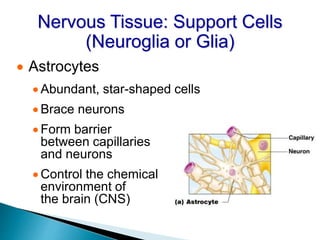 Nervous Tissue: Support Cells
(Neuroglia or Glia)
 Astrocytes
 Abundant, star-shaped cells
 Brace neurons
 Form barrier
between capillaries
and neurons
 Control the chemical
environment of
the brain (CNS)
 