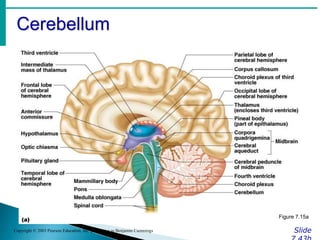 Cerebellum
Slide
Copyright © 2003 Pearson Education, Inc. publishing as Benjamin Cummings
Figure 7.15a
 