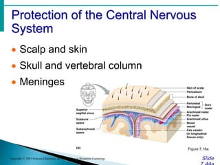 Protection of the Central Nervous
System
Slide
Copyright © 2003 Pearson Education, Inc. publishing as Benjamin Cummings
 Scalp and skin
 Skull and vertebral column
 Meninges
Figure 7.16a
 