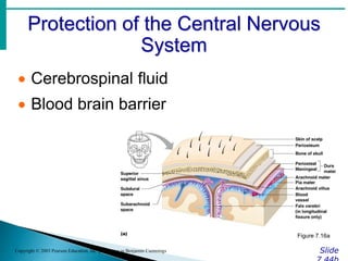 Protection of the Central Nervous
System
Slide
Copyright © 2003 Pearson Education, Inc. publishing as Benjamin Cummings
 Cerebrospinal fluid
 Blood brain barrier
Figure 7.16a
 