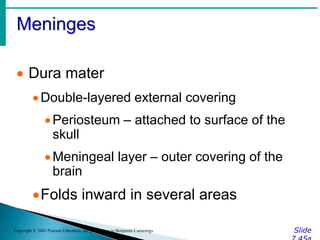 Meninges
Slide
Copyright © 2003 Pearson Education, Inc. publishing as Benjamin Cummings
 Dura mater
Double-layered external covering
Periosteum – attached to surface of the
skull
Meningeal layer – outer covering of the
brain
Folds inward in several areas
 