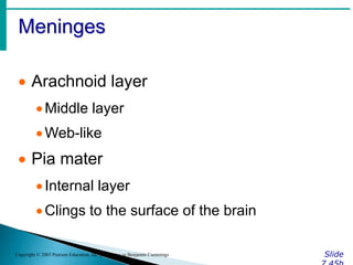 Meninges
Slide
Copyright © 2003 Pearson Education, Inc. publishing as Benjamin Cummings
 Arachnoid layer
Middle layer
Web-like
 Pia mater
Internal layer
Clings to the surface of the brain
 