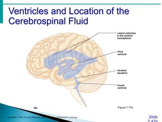 Ventricles and Location of the
Cerebrospinal Fluid
Slide
Copyright © 2003 Pearson Education, Inc. publishing as Benjamin Cummings
Figure 7.17a
 