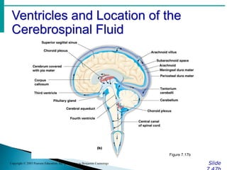 Ventricles and Location of the
Cerebrospinal Fluid
Slide
Copyright © 2003 Pearson Education, Inc. publishing as Benjamin Cummings
Figure 7.17b
 