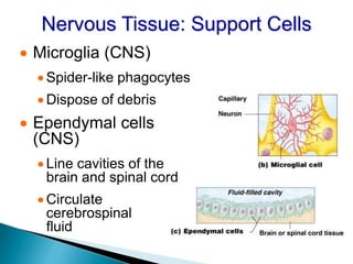 Nervous Tissue: Support Cells
 Microglia (CNS)
 Spider-like phagocytes
 Dispose of debris
 Ependymal cells
(CNS)
 Line cavities of the
brain and spinal cord
 Circulate
cerebrospinal
fluid
 