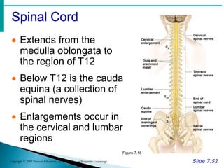 Spinal Cord
Slide 7.52
Copyright © 2003 Pearson Education, Inc. publishing as Benjamin Cummings
 Extends from the
medulla oblongata to
the region of T12
 Below T12 is the cauda
equina (a collection of
spinal nerves)
 Enlargements occur in
the cervical and lumbar
regions
Figure 7.18
 