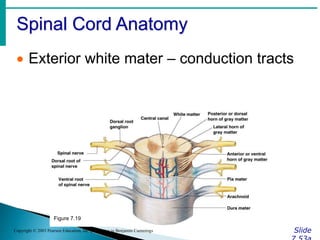 Spinal Cord Anatomy
Slide
Copyright © 2003 Pearson Education, Inc. publishing as Benjamin Cummings
 Exterior white mater – conduction tracts
Figure 7.19
 