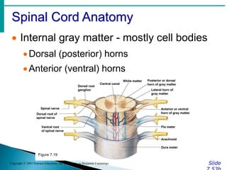 Spinal Cord Anatomy
Slide
Copyright © 2003 Pearson Education, Inc. publishing as Benjamin Cummings
 Internal gray matter - mostly cell bodies
Dorsal (posterior) horns
Anterior (ventral) horns
Figure 7.19
 