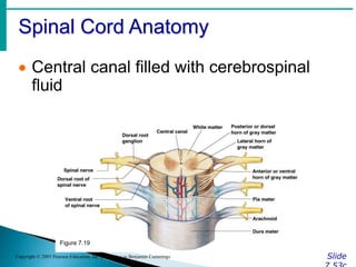 Spinal Cord Anatomy
Slide
Copyright © 2003 Pearson Education, Inc. publishing as Benjamin Cummings
 Central canal filled with cerebrospinal
fluid
Figure 7.19
 