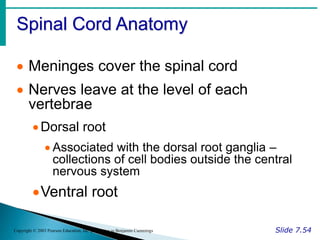 Spinal Cord Anatomy
Slide 7.54
Copyright © 2003 Pearson Education, Inc. publishing as Benjamin Cummings
 Meninges cover the spinal cord
 Nerves leave at the level of each
vertebrae
Dorsal root
 Associated with the dorsal root ganglia –
collections of cell bodies outside the central
nervous system
Ventral root
 