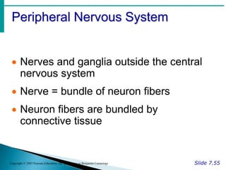 Peripheral Nervous System
Slide 7.55
Copyright © 2003 Pearson Education, Inc. publishing as Benjamin Cummings
 Nerves and ganglia outside the central
nervous system
 Nerve = bundle of neuron fibers
 Neuron fibers are bundled by
connective tissue
 