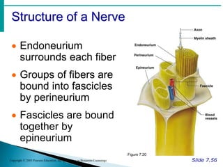 Structure of a Nerve
Slide 7.56
Copyright © 2003 Pearson Education, Inc. publishing as Benjamin Cummings
 Endoneurium
surrounds each fiber
 Groups of fibers are
bound into fascicles
by perineurium
 Fascicles are bound
together by
epineurium
Figure 7.20
 