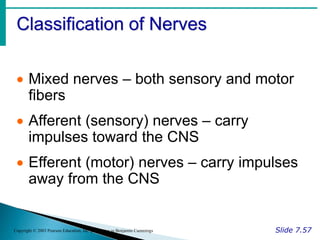 Classification of Nerves
Slide 7.57
Copyright © 2003 Pearson Education, Inc. publishing as Benjamin Cummings
 Mixed nerves – both sensory and motor
fibers
 Afferent (sensory) nerves – carry
impulses toward the CNS
 Efferent (motor) nerves – carry impulses
away from the CNS
 