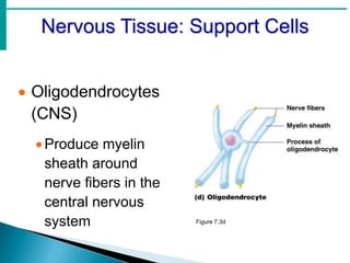 Nervous Tissue: Support Cells
 Oligodendrocytes
(CNS)
Produce myelin
sheath around
nerve fibers in the
central nervous
system Figure 7.3d
 