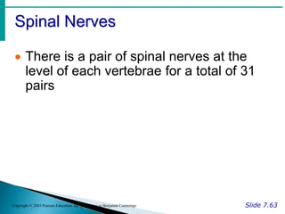 Spinal Nerves
Slide 7.63
Copyright © 2003 Pearson Education, Inc. publishing as Benjamin Cummings
 There is a pair of spinal nerves at the
level of each vertebrae for a total of 31
pairs
 