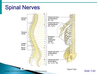 Spinal Nerves
Slide 7.64
Copyright © 2003 Pearson Education, Inc. publishing as Benjamin Cummings
Figure 7.22a
 