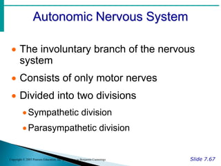 Autonomic Nervous System
Slide 7.67
Copyright © 2003 Pearson Education, Inc. publishing as Benjamin Cummings
 The involuntary branch of the nervous
system
 Consists of only motor nerves
 Divided into two divisions
Sympathetic division
Parasympathetic division
 