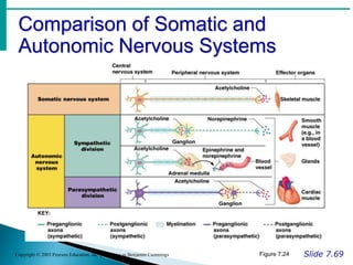 Comparison of Somatic and
Autonomic Nervous Systems
Slide 7.69
Copyright © 2003 Pearson Education, Inc. publishing as Benjamin Cummings Figure 7.24
 
