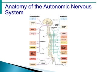 Anatomy of the Autonomic Nervous
System
 