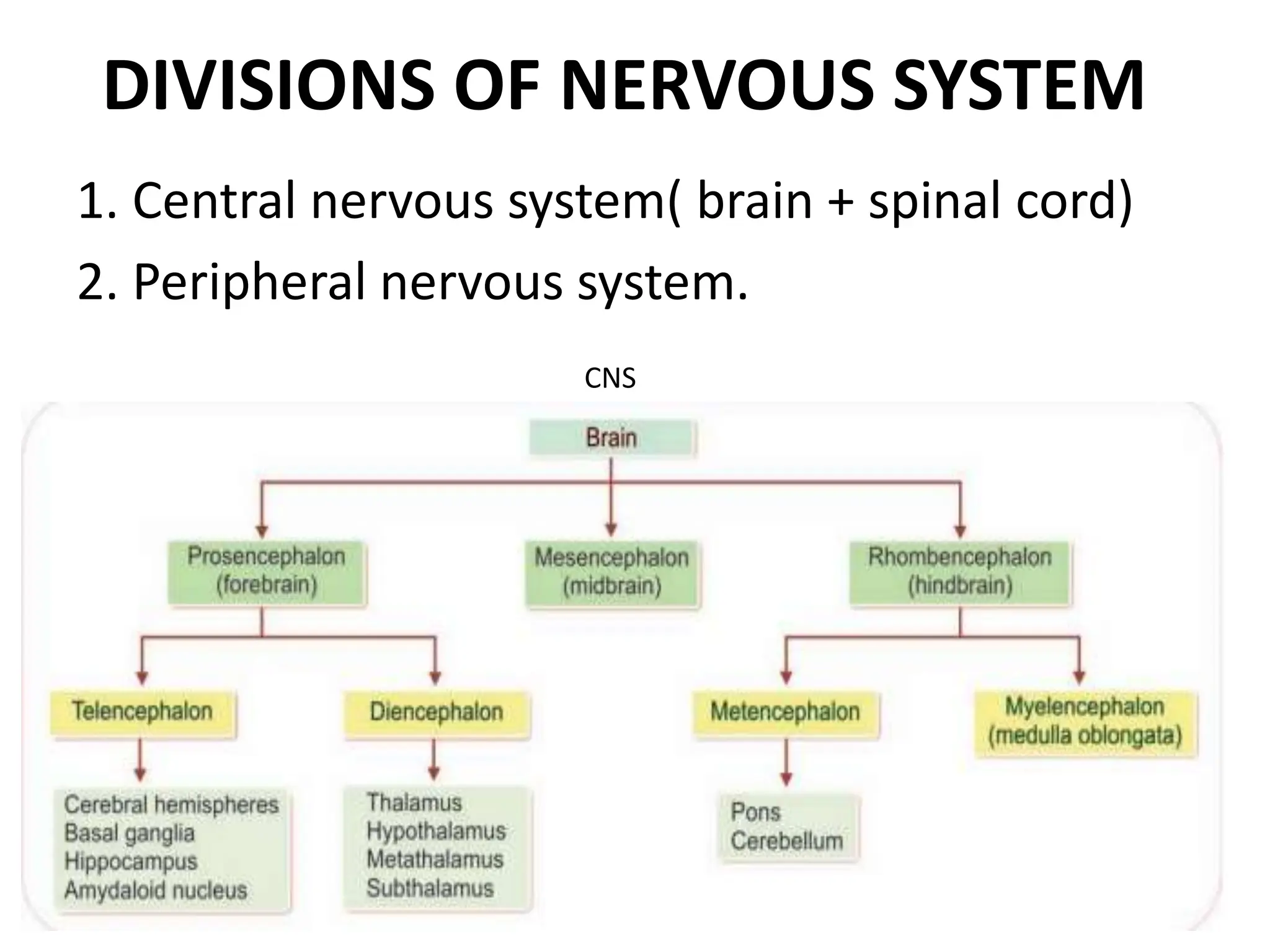 nervous system and different parts of brain.pptx