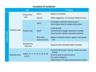 nervous system and different parts of brain.pptx