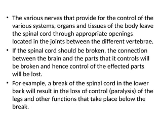 • The various nerves that provide for the control of the
various systems, organs and tissues of the body leave
the spinal cord through appropriate openings
located in the joints between the different vertebrae.
• If the spinal cord should be broken, the connection
between the brain and the parts that it controls will
be broken and hence control of the effected parts
will be lost.
• For example, a break of the spinal cord in the lower
back will result in the loss of control (paralysis) of the
legs and other functions that take place below the
break.
 