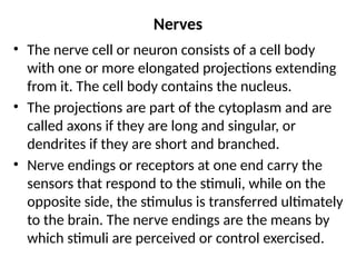 Nerves
• The nerve cell or neuron consists of a cell body
with one or more elongated projections extending
from it. The cell body contains the nucleus.
• The projections are part of the cytoplasm and are
called axons if they are long and singular, or
dendrites if they are short and branched.
• Nerve endings or receptors at one end carry the
sensors that respond to the stimuli, while on the
opposite side, the stimulus is transferred ultimately
to the brain. The nerve endings are the means by
which stimuli are perceived or control exercised.
 