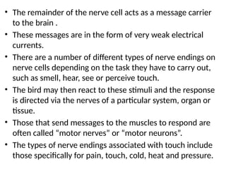 • The remainder of the nerve cell acts as a message carrier
to the brain .
• These messages are in the form of very weak electrical
currents.
• There are a number of different types of nerve endings on
nerve cells depending on the task they have to carry out,
such as smell, hear, see or perceive touch.
• The bird may then react to these stimuli and the response
is directed via the nerves of a particular system, organ or
tissue.
• Those that send messages to the muscles to respond are
often called “motor nerves” or “motor neurons”.
• The types of nerve endings associated with touch include
those specifically for pain, touch, cold, heat and pressure.
 