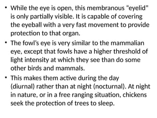 • While the eye is open, this membranous “eyelid”
is only partially visible. It is capable of covering
the eyeball with a very fast movement to provide
protection to that organ.
• The fowl’s eye is very similar to the mammalian
eye, except that fowls have a higher threshold of
light intensity at which they see than do some
other birds and mammals.
• This makes them active during the day
(diurnal) rather than at night (nocturnal). At night
in nature, or in a free ranging situation, chickens
seek the protection of trees to sleep.
 