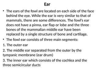 Ear
• The ears of the fowl are located on each side of the face
behind the eye. While the ear is very similar to that of
mammals, there are some differences. The fowl’s ear
does not have a pinna, ear flap or lobe and the three
bones of the mammalian middle ear have been
replaced by a single structure of bone and cartilage.
• The fowl ear consists of three main segments:
1. The outer ear
2. The middle ear separated from the outer by the
tympanic membrane (ear drum)
3. The inner ear which consists of the cochlea and the
three semicircular ducts
 