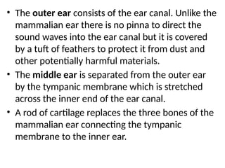 • The outer ear consists of the ear canal. Unlike the
mammalian ear there is no pinna to direct the
sound waves into the ear canal but it is covered
by a tuft of feathers to protect it from dust and
other potentially harmful materials.
• The middle ear is separated from the outer ear
by the tympanic membrane which is stretched
across the inner end of the ear canal.
• A rod of cartilage replaces the three bones of the
mammalian ear connecting the tympanic
membrane to the inner ear.
 