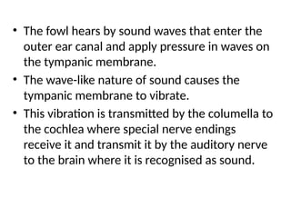 • The fowl hears by sound waves that enter the
outer ear canal and apply pressure in waves on
the tympanic membrane.
• The wave-like nature of sound causes the
tympanic membrane to vibrate.
• This vibration is transmitted by the columella to
the cochlea where special nerve endings
receive it and transmit it by the auditory nerve
to the brain where it is recognised as sound.
 