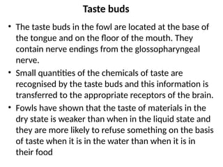 Taste buds
• The taste buds in the fowl are located at the base of
the tongue and on the floor of the mouth. They
contain nerve endings from the glossopharyngeal
nerve.
• Small quantities of the chemicals of taste are
recognised by the taste buds and this information is
transferred to the appropriate receptors of the brain.
• Fowls have shown that the taste of materials in the
dry state is weaker than when in the liquid state and
they are more likely to refuse something on the basis
of taste when it is in the water than when it is in
their food
 