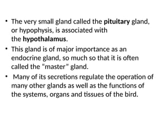 • The very small gland called the pituitary gland,
or hypophysis, is associated with
the hypothalamus.
• This gland is of major importance as an
endocrine gland, so much so that it is often
called the “master” gland.
• Many of its secretions regulate the operation of
many other glands as well as the functions of
the systems, organs and tissues of the bird.
 